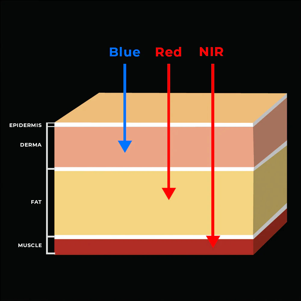 Image showing how the different wavelengths penetrate the skin