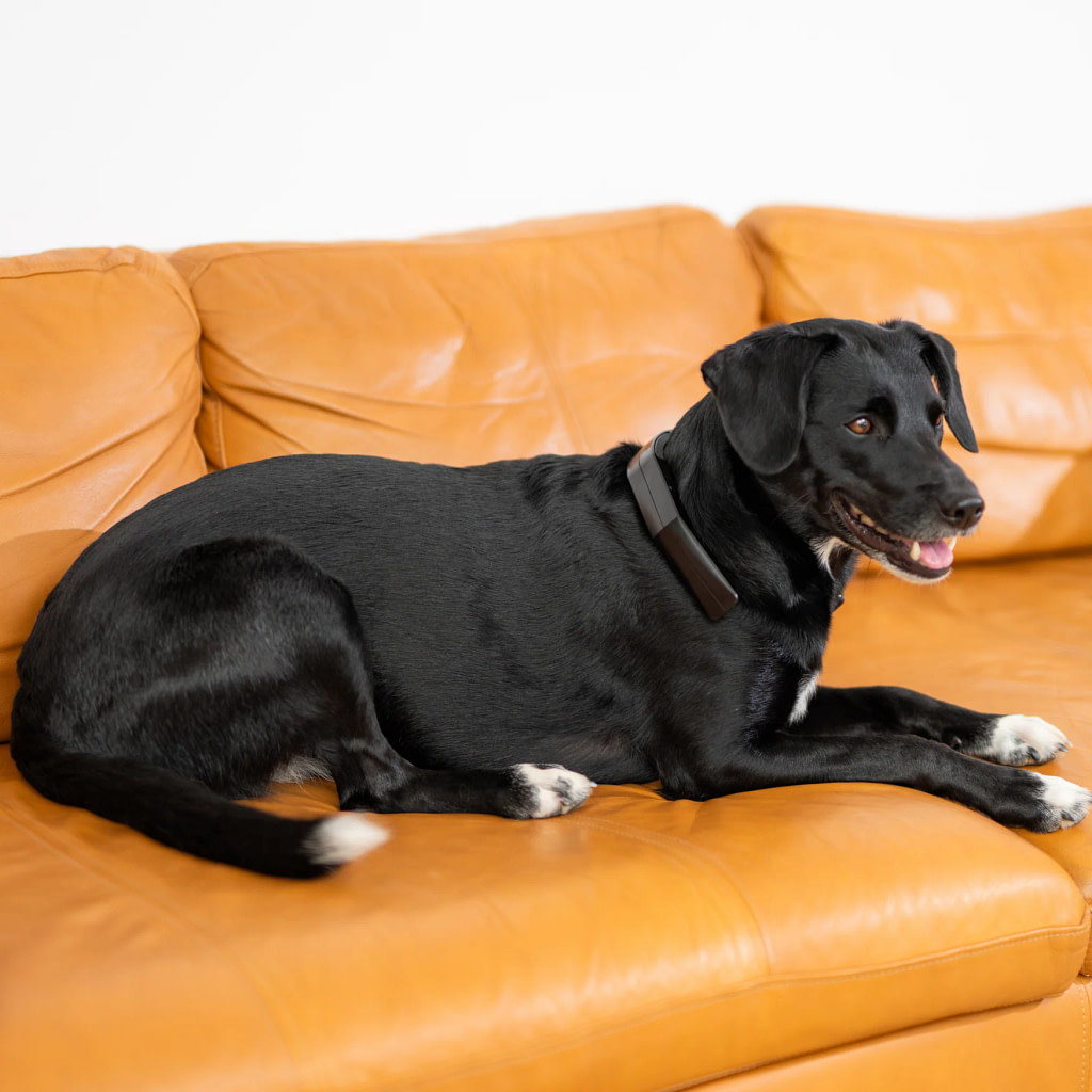 Black dog lying on an orange leather couch wearing the PetsPEMF PetLoop Pro around its neck