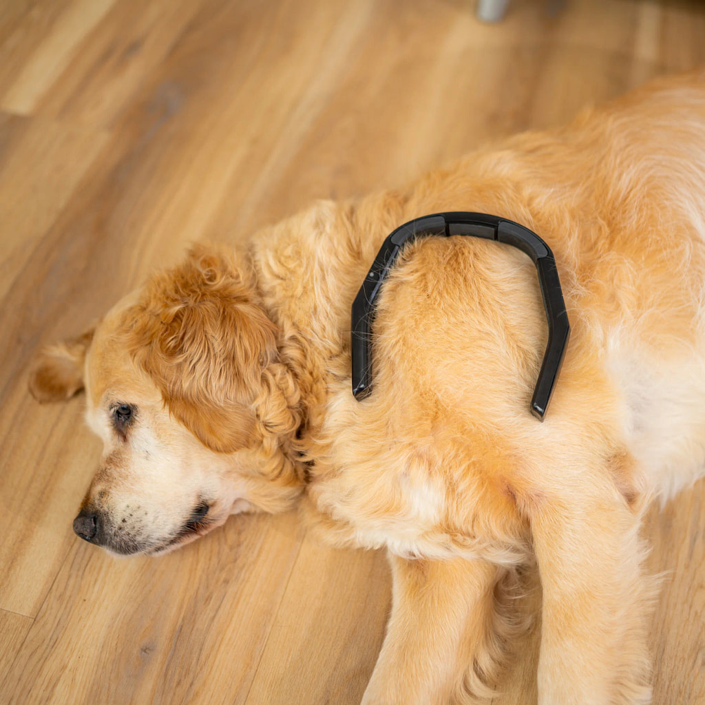 PetsPEMF PetLoop Pro review: the device resting on the shoulder of a golden retriever
