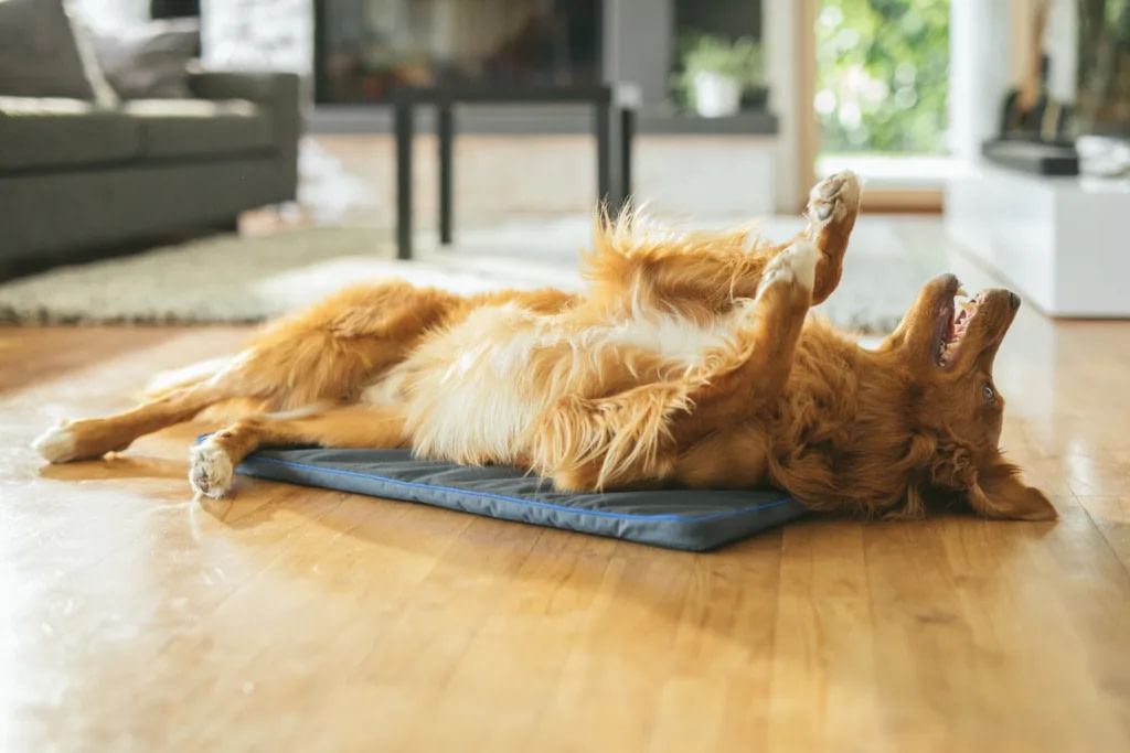 Golden retriever playing happily on PetsPEMF pad for dogs with magnetic therapy