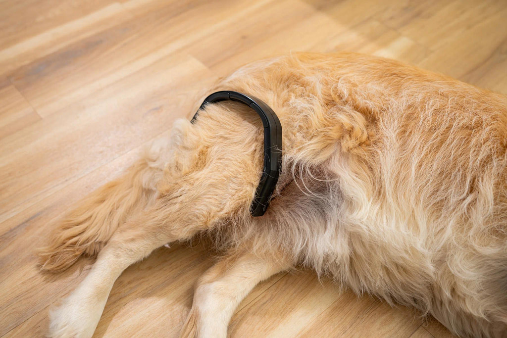 PetsPEMF PetLoop Pro wrapped around the upper leg of a golden retriever lying on the floor