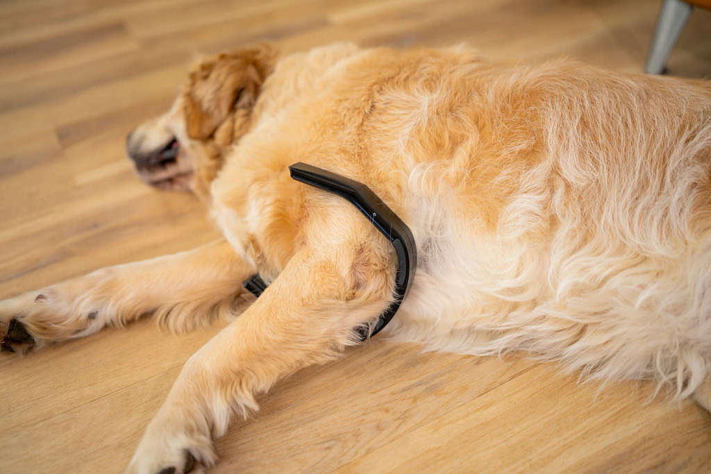 Golden retriever lying on a wooden floor with the PetsPEMF PetLoop Pro wrapped around its front leg