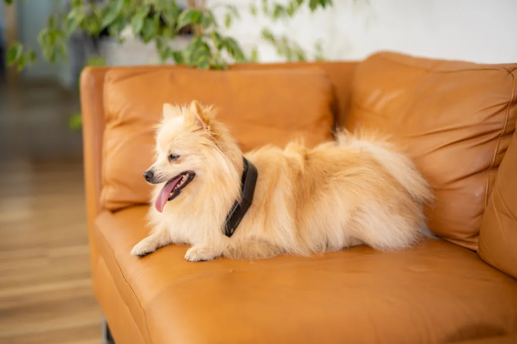 PetsPEMF PetLoop Pro review: Pomeranian lying on a leather couch with the device around its neck