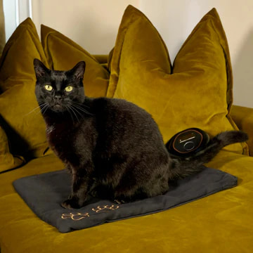 Black Cat Resting On Celler8 PEMF Mat For Pets