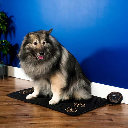 Border Collie Relaxing On Celler8 PEMF Mat For Pets