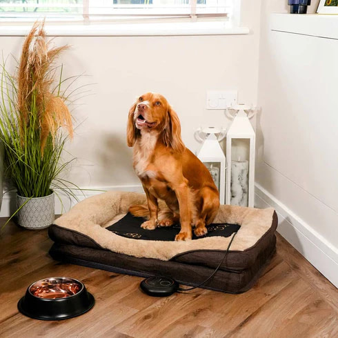 Cocker Sitting On Celler8 PEMF Pad