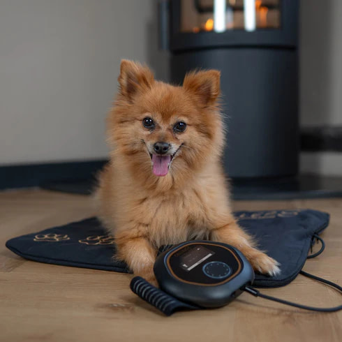 Small Dog Resting On Celler8 PEMF Mat For Pets Providing Gentle Pain Relief And Comfort