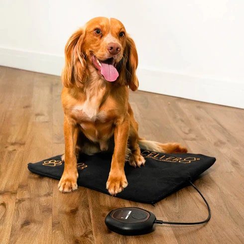 Cocker Sitting On Celler8 PEMF Mat For Pets Offering Magnetic Therapy And Circulation Boost