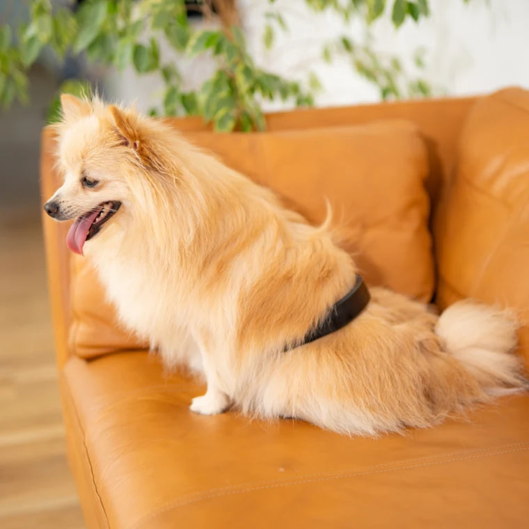 Pomeranian sitting on a leather couch wearing the PetsPEMF PetLoop Pro around its back