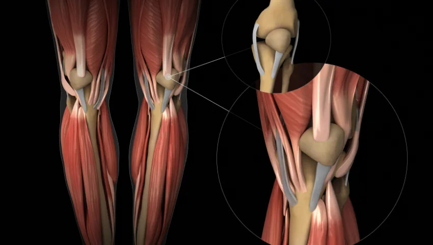 PEMF Mat Benefits - Cartilage Regeneration