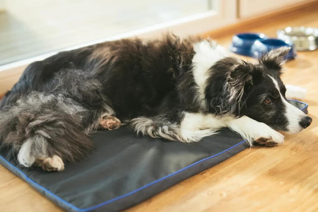Border collie resting on PetsPEMF mat for dogs to ease arthritis and improve mobility