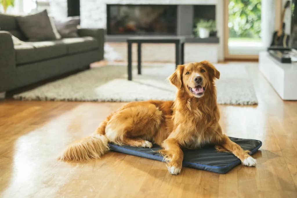 Golden retriever relaxing on PetsPEMF pad for dogs providing joint pain relief