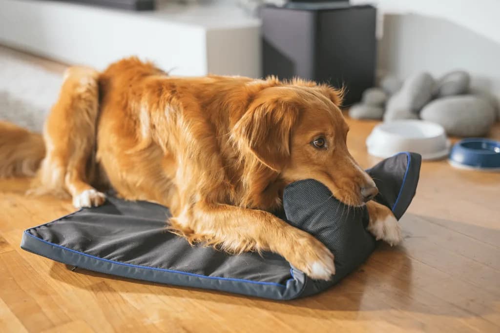 Golden retriever testing PetsPEMF mat for dogs with anti bite and anti scratch fabric