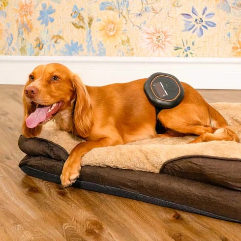 Cocker Wearing Control Unit On Celler8 PEMF Mat For Pets