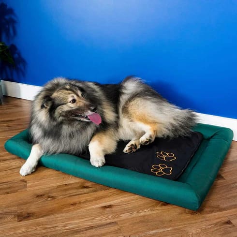 Celler8 PEMF Pad For Pets Border Collie Using Therapy Pad