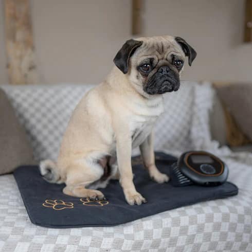 Pug Sitting Comfortably On Celler8 PEMF Mat With Gentle Pulsed Electromagnetic Therapy