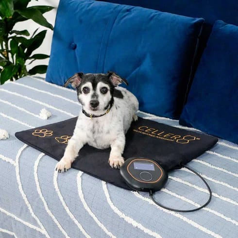 Small Dog Relaxing On Celler8 PEMF Pad For Pets With Portable Multi-Therapy Features