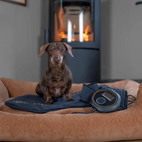 Bassethound Resting On Celler8 PEMF Pad For Pets Supporting Muscle Recovery And Relaxation