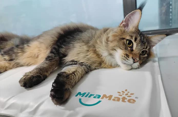 Cat lying on MiraMate Big Magic PEMF pad for wellness and relaxation