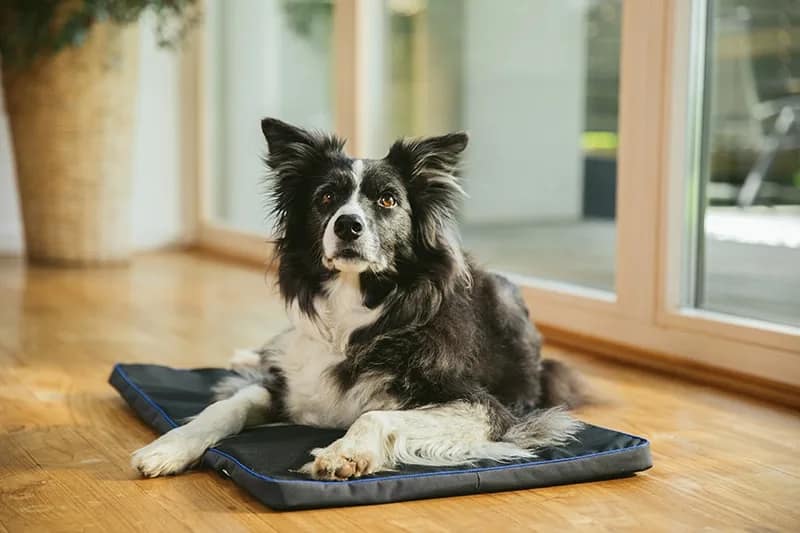Border collie lying down on PetsPEMF mat for dogs enjoying comfort and relaxation